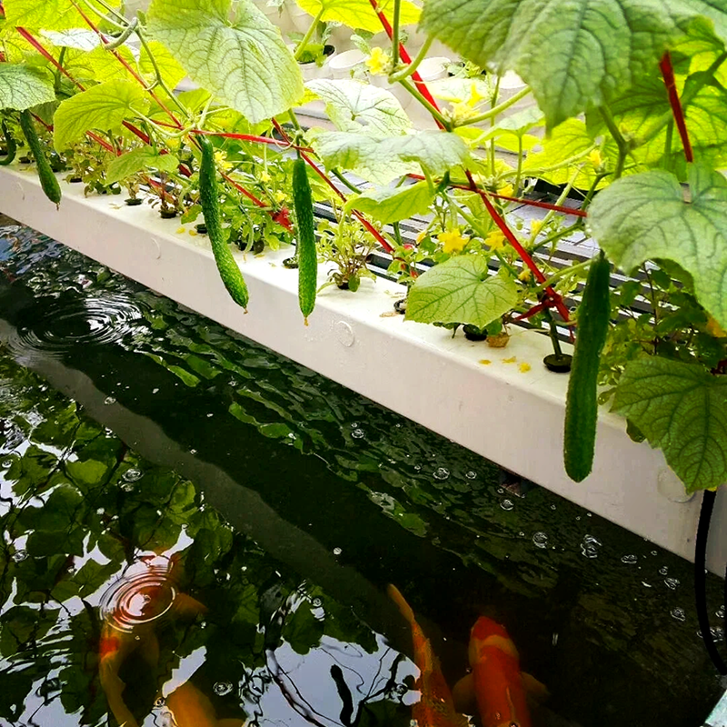 遂宁市温室大棚鱼菜共生 - 推荐